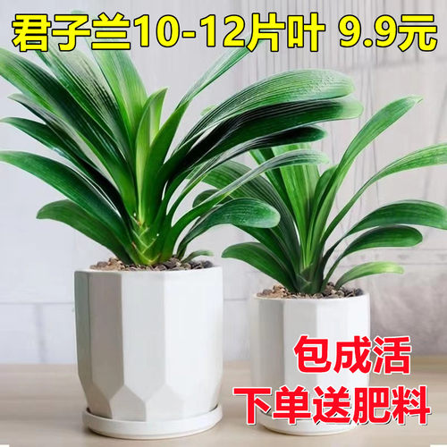 四季君子兰盆栽带花苞小苗卉植物