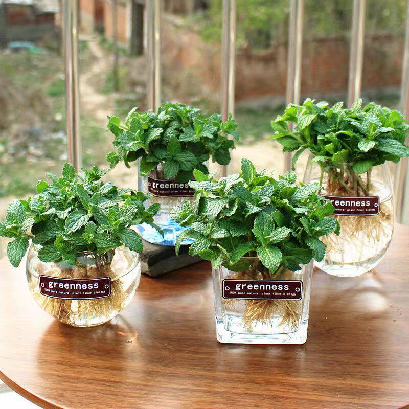 水培植物薄荷盆栽阳台桌面图片