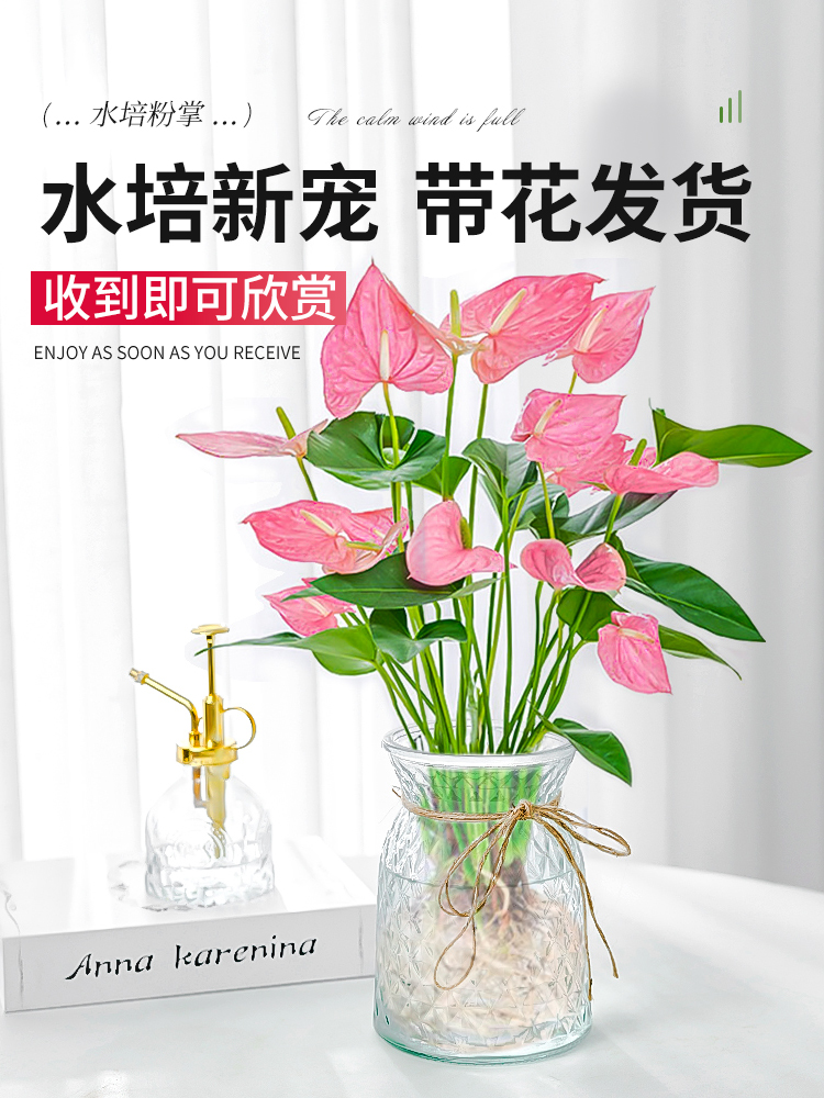 水培植物粉掌盆栽绿办公室内桌面