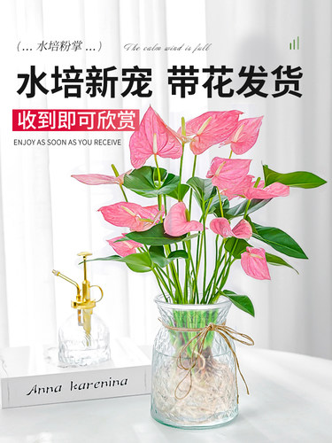 水培植物粉掌盆栽绿办公室内桌面