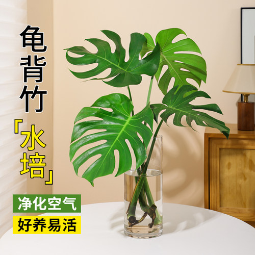 龟背竹盆栽老桩室内净化空