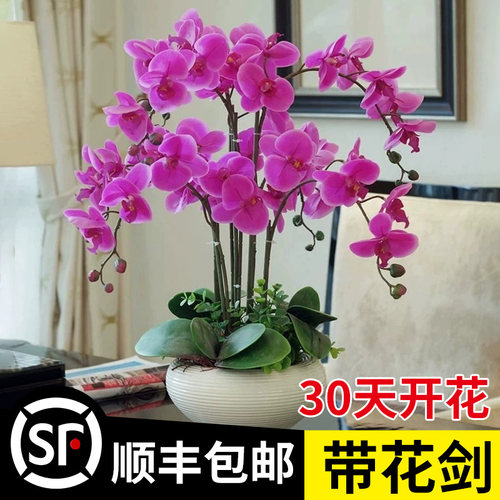 蝴蝶兰花苗带剑苞盆栽大客厅室内