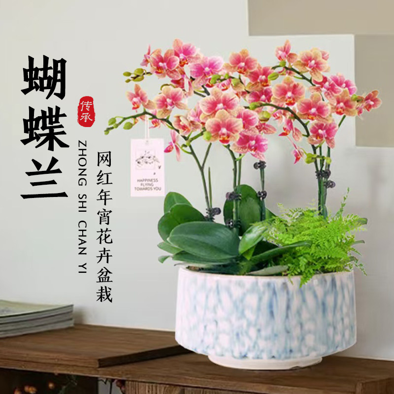 蝴蝶兰盆栽带花剑带花苞年宵花卉客厅兰花大苗室内植物四季易成活