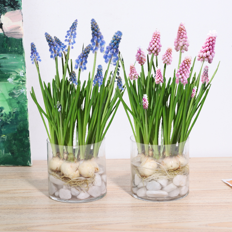 四季开花葡萄风信子种球水培耐寒