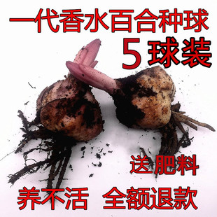 进口香水百合花种球带芽重瓣浓香型四季土培盆栽植物室内花卉种子