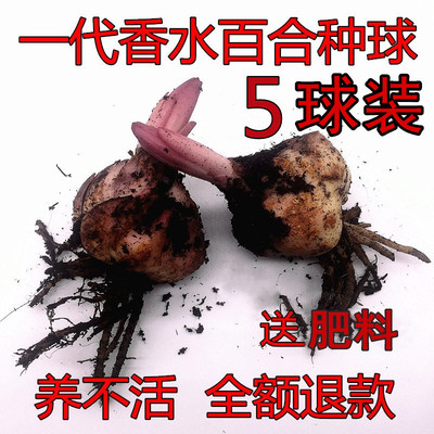 进口香水百合花种球带芽重瓣
