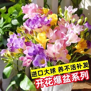 香雪兰种球好养活四季开花大球进口重瓣小苍兰花卉植物室内花种子