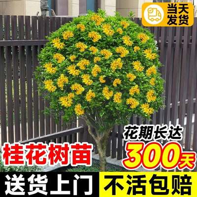 桂花树苗大树庭院室外四季桂花卉植物开花浓香原生老桩金桂花盆栽