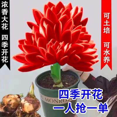 火凤凰盆栽绿植花卉大全南北好养室内外懒人花吸色效果