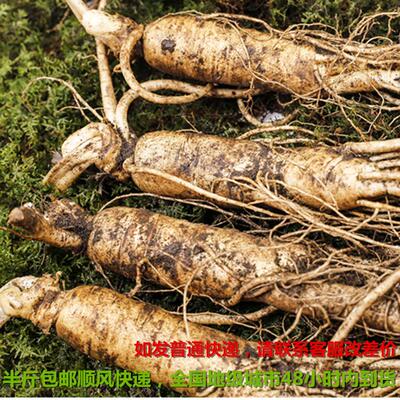 带长山白人野山参土新鲜人参园参参4支JRE250克鲜人参现挖现卖新