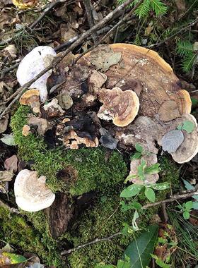 东方栓50g东2方云芝GNE东菌北伊春整枝灵切芝真菌汤块