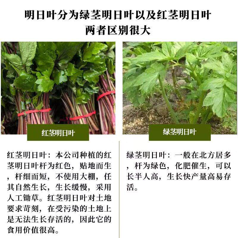 明日叶DWM长寿草茶老原草生态ai真品核心不产区【明抗日叶正品.