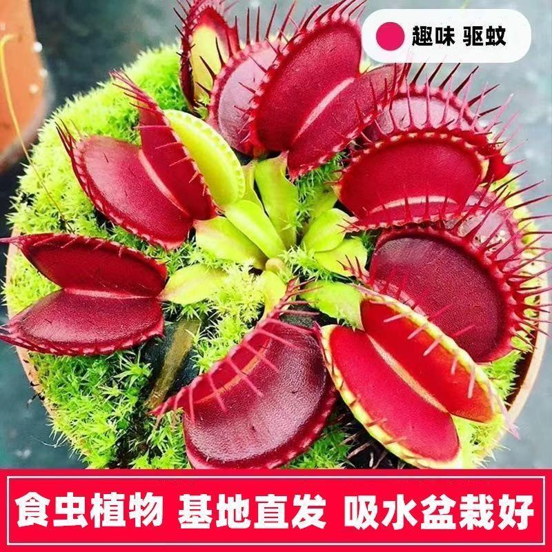 捕蝇草盆栽巨型食人花猪笼草驱蚊草夏季食虫植物室内花卉绿植好养