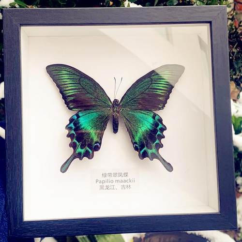 绿带翠凤蝶真蝴蝶标本相框昆虫标本展示框摆件家居装饰画生日礼物