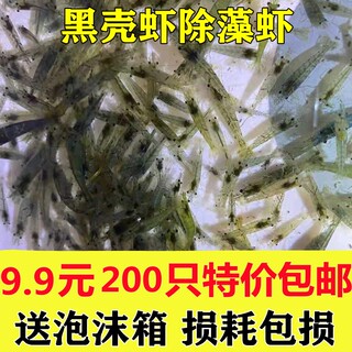 黑壳虾除藻虾观赏虾淡水虾活体饲料草缸工具虾清洁鱼缸虾粮包邮