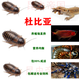 杜比亚蟑螂活体饲料幼体亚成龙鱼蜘蛛爬宠鸟类饲料买2送1