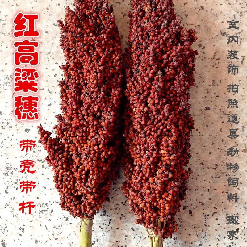 带壳高粱穗 整株高粱带叶带杆带根鸟粮鼠粮份斤结婚搬家红高粱米