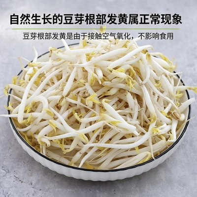 徐州特产胖豆芽绿豆芽顺丰上门