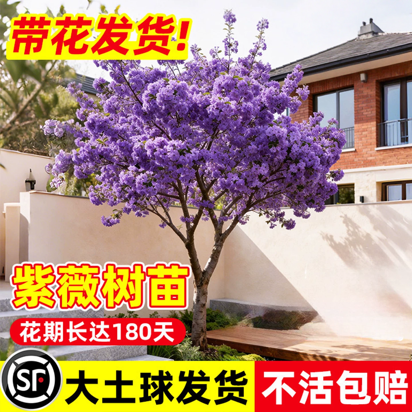 紫薇花树苗庭院大型老桩百日红花卉别墅室外绿化风景大树四季植物