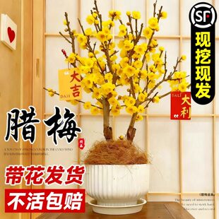 腊梅花树苗盆栽室内外庭院老桩红梅花浓香耐寒花卉绿植物冬季花卉