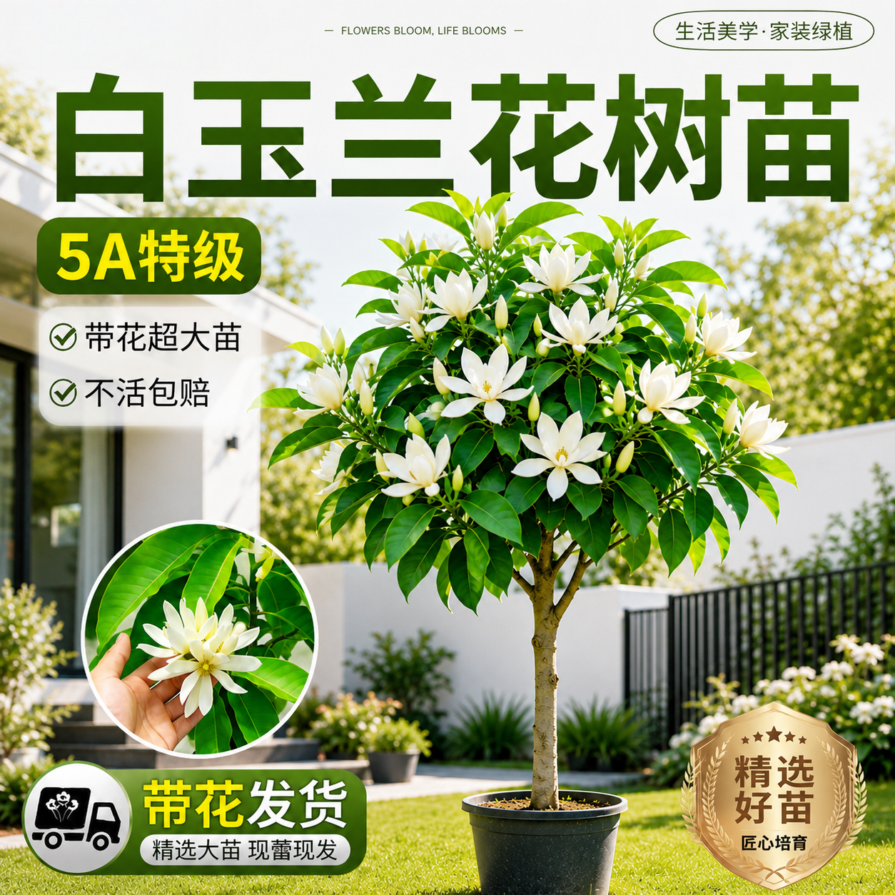 白兰花盆栽带花苞玉兰花树苗黄角兰室内庭院四季花卉绿植浓香植物