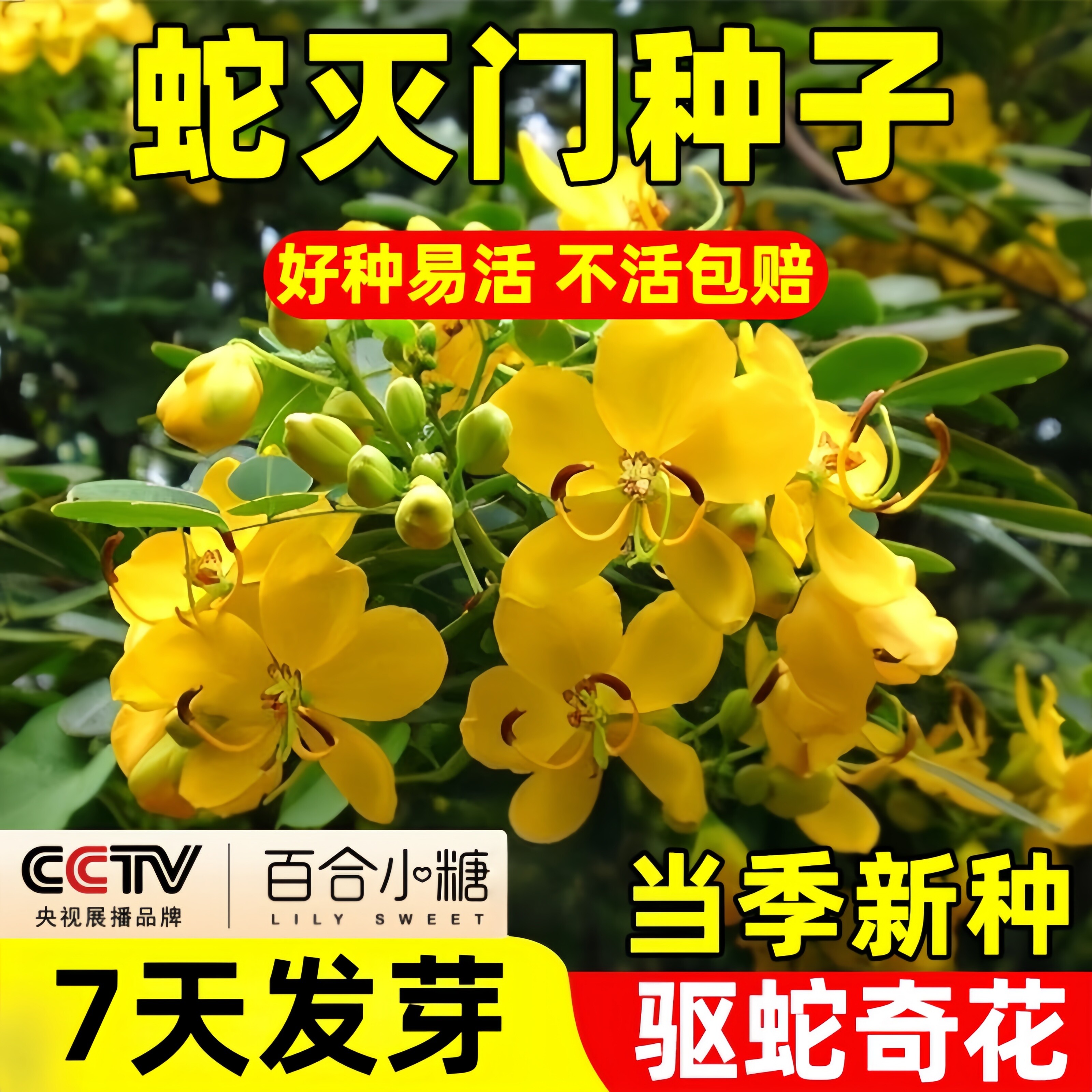 驱蛇植物室外蛇灭门种子孑望江南野决明籽驱蛇虫草花种籽盆栽花卉