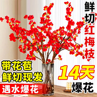 腊梅花树苗红梅干枝水培雪柳鲜枝桃花支带花苞室内当季鲜切的腊梅