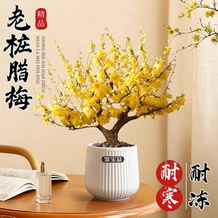 腊梅花树苗盆栽带花苞老桩盆景阳台庭院适合冬天种的花卉耐寒耐冻