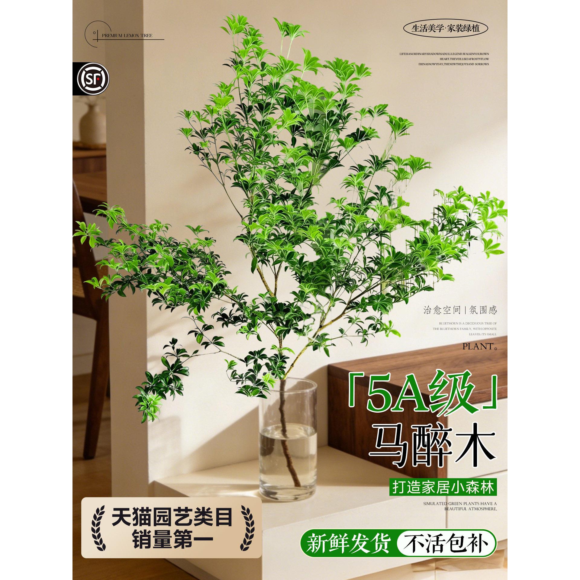 马醉木水培植物绿植室内鲜切枝条日本进口造景水养树苗吊钟美男树