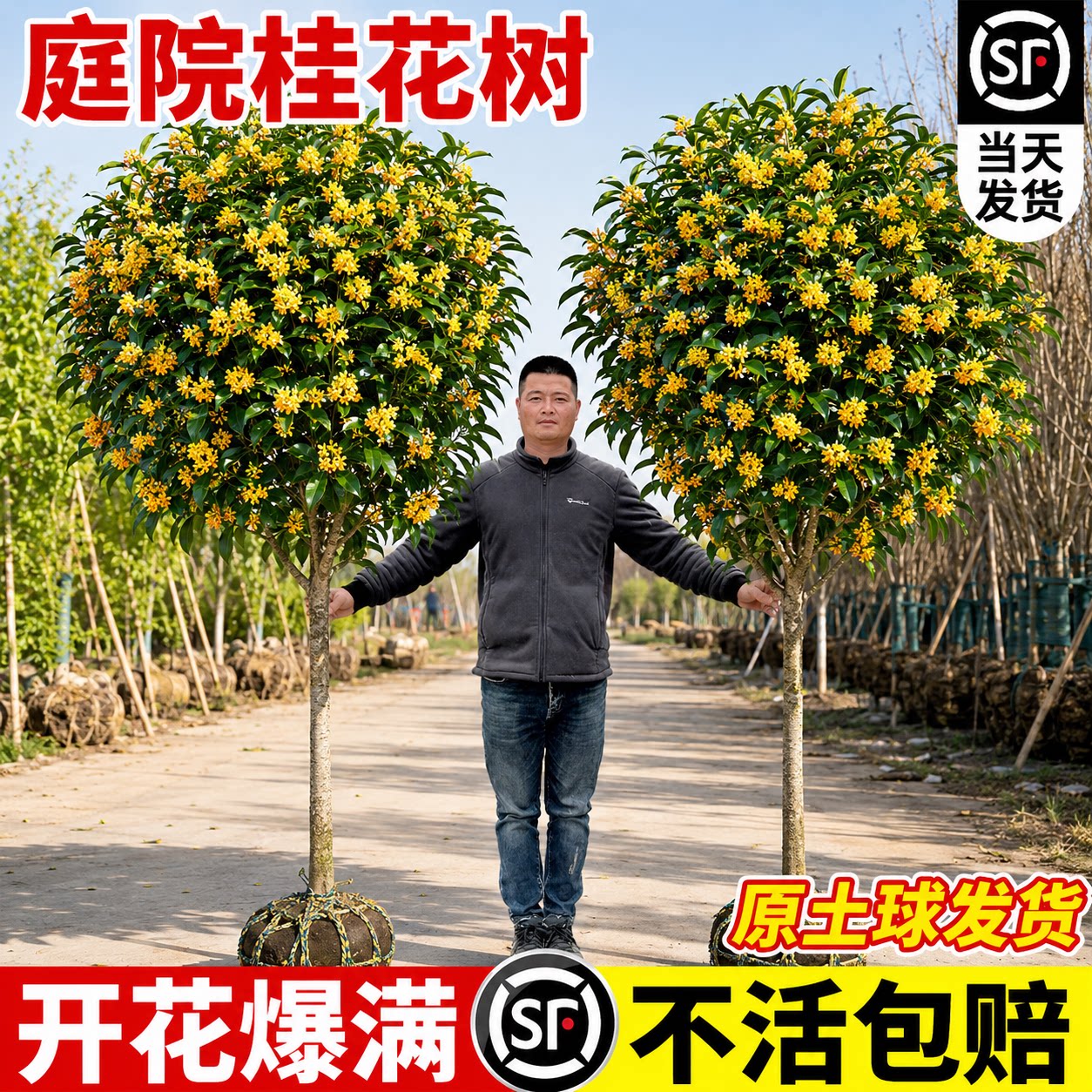 桂花树苗庭院地栽大树四季桂南北方种植室外别墅金桂丹桂开花植物