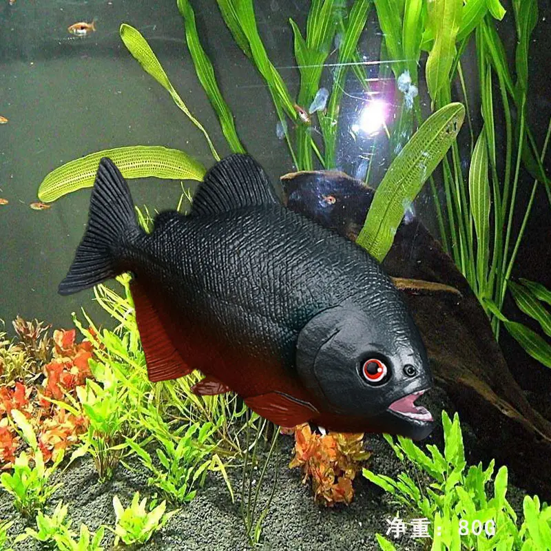 实心仿真海洋动物模型食人鱼 食人鲳 水虎鱼海洋生物模型玩具摆件