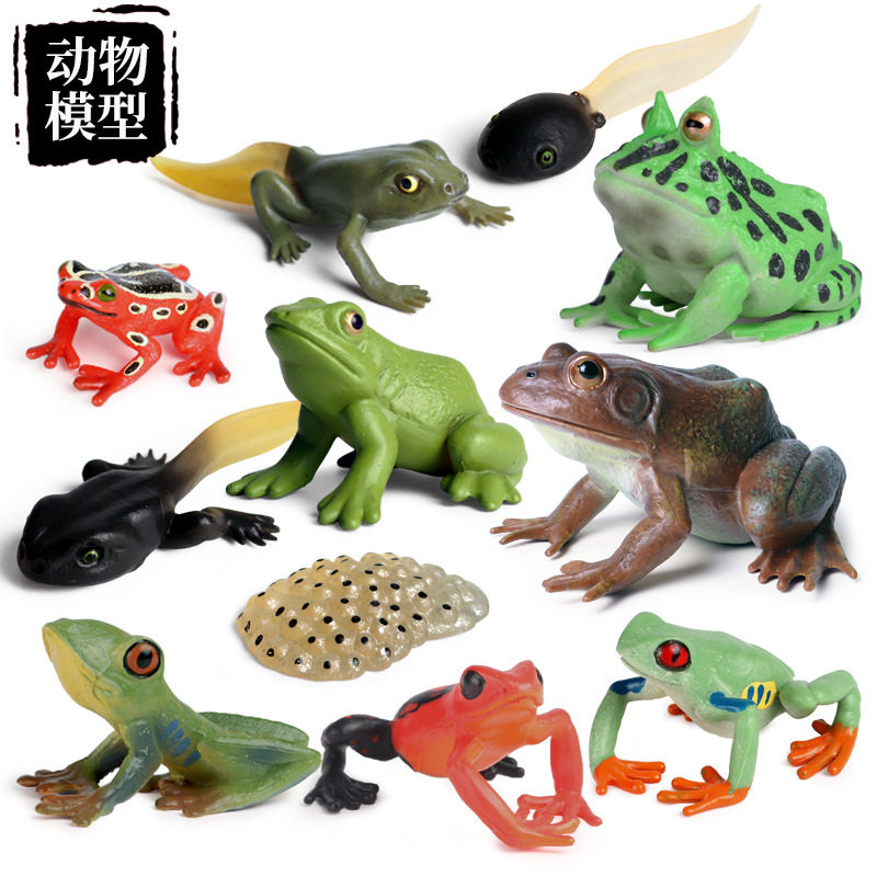 儿童认知仿真实心动物模型青蛙