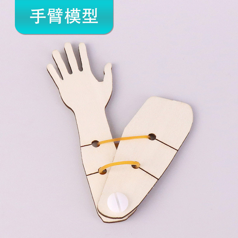 简易手臂模型DIY小学生五年级