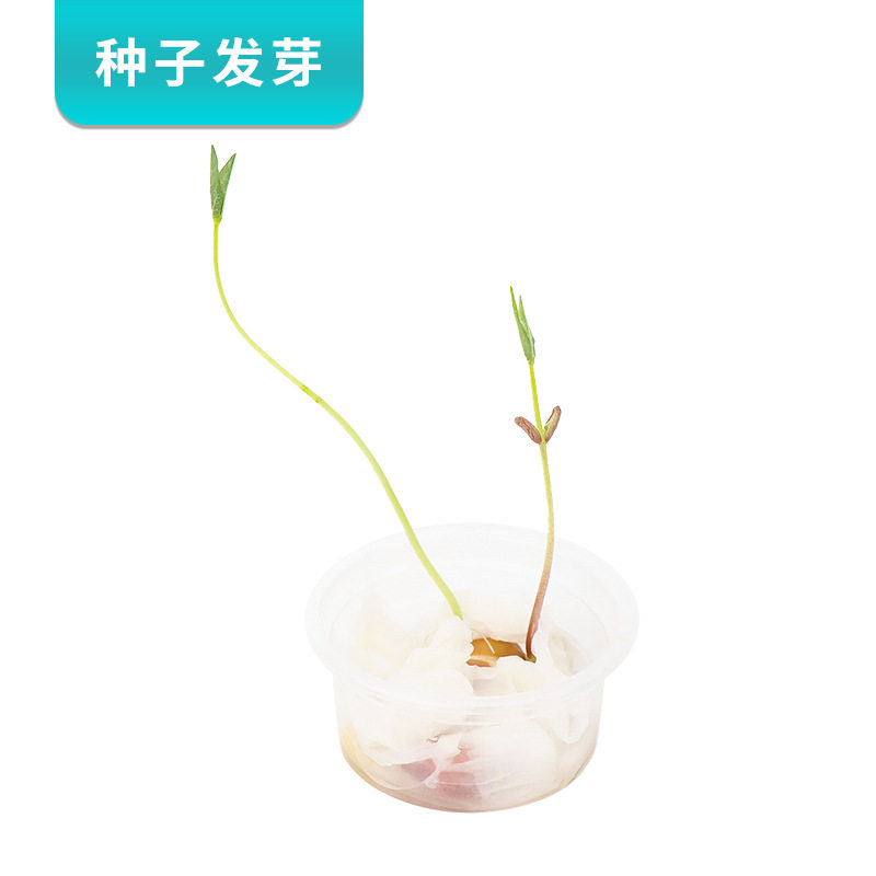 种子发芽diy绿植小盆栽儿童种植