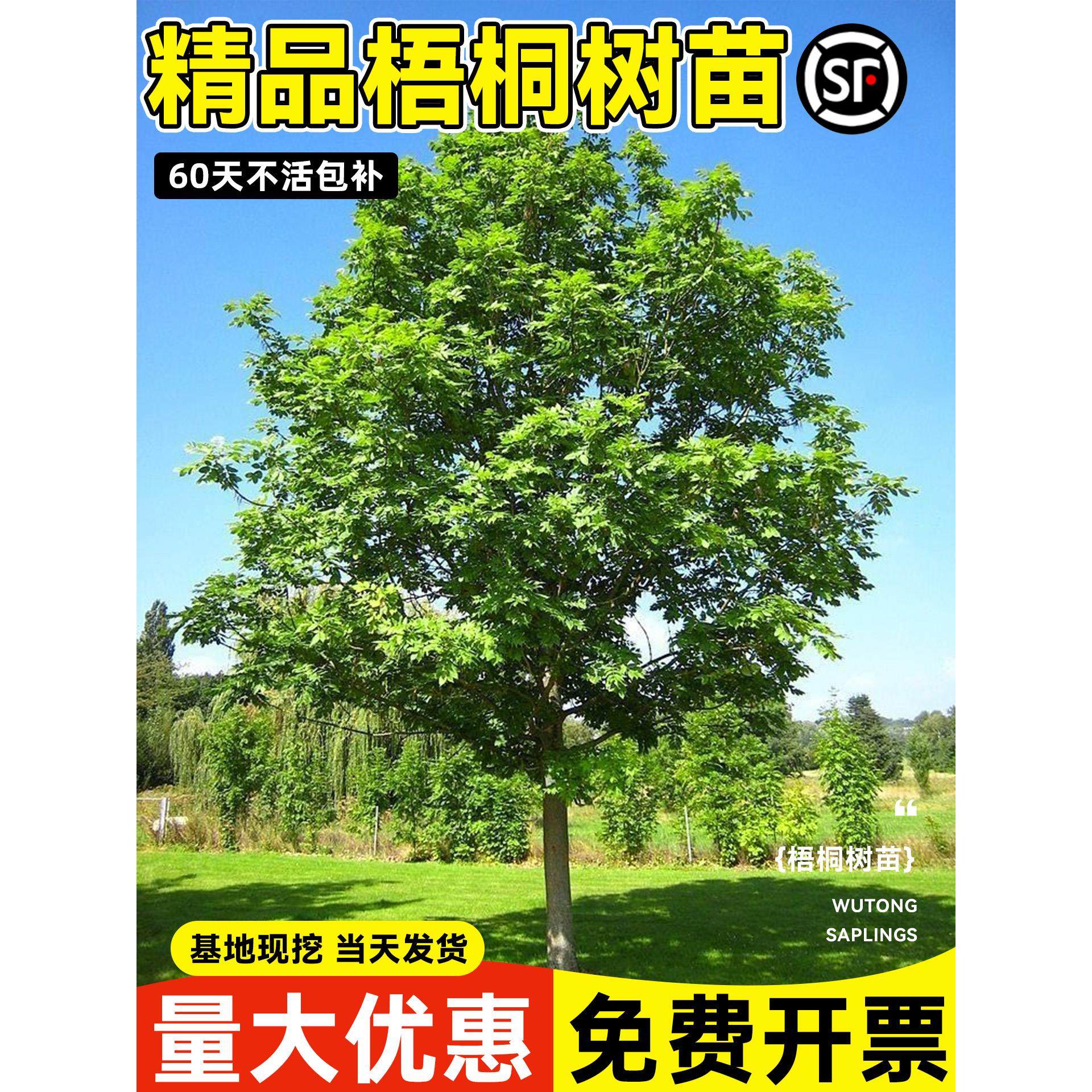 法国梧桐树苗大树木庭院景观树南方行道园林绿化苗木种植青桐法桐