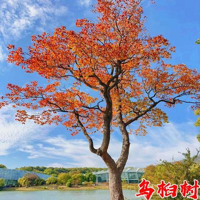 红叶乌桕树苗彩叶苗木丛生乌桕大型耐寒庭院风景树桕子树菩提树苗