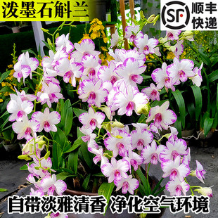 白泼墨秋石斛兰盆栽现带花苞梦香文心兰名贵花卉植物室内好养绿植