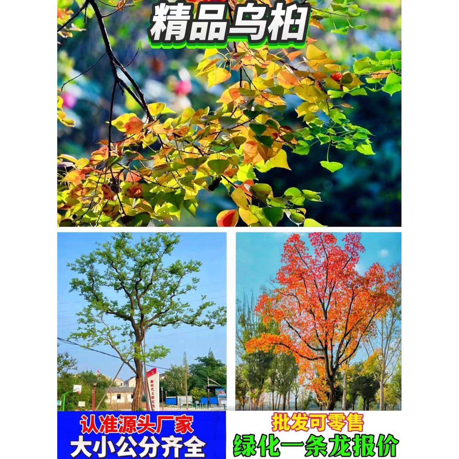 乌桕树苗红叶乌桕树名贵苗木庭院绿化风景树腊子树彩叶树山乌桕