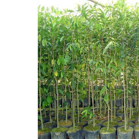 奇楠沉香苗、沉香树苗、白木香　珍稀植物、驱蚊植物