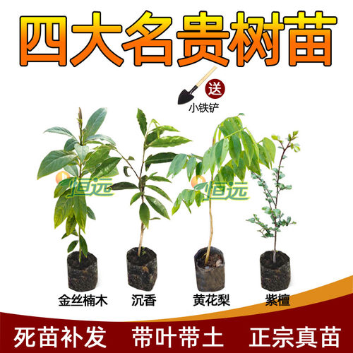 正宗奇楠沉香树苗金丝楠木树苗小叶紫檀海南黄花梨苗名贵苗木降香