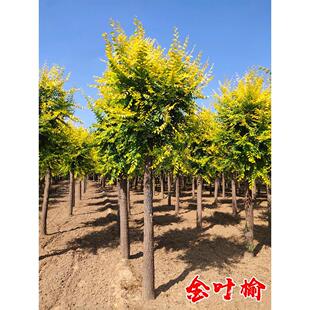 中华金叶榆树苗别墅庭院大型耐寒风景绿化树白榆黄金榆苗榔榆垂榆
