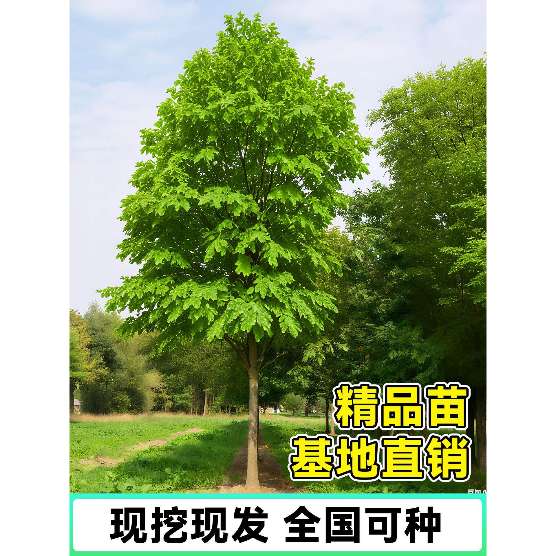 法国梧桐树悬铃木树苗大树庭院别墅行道园林绿化苗木中国青桐法桐