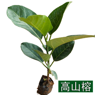 高山榕树苗 正宗大叶榕苗大青树马榕庭院富贵绿化植物常绿树