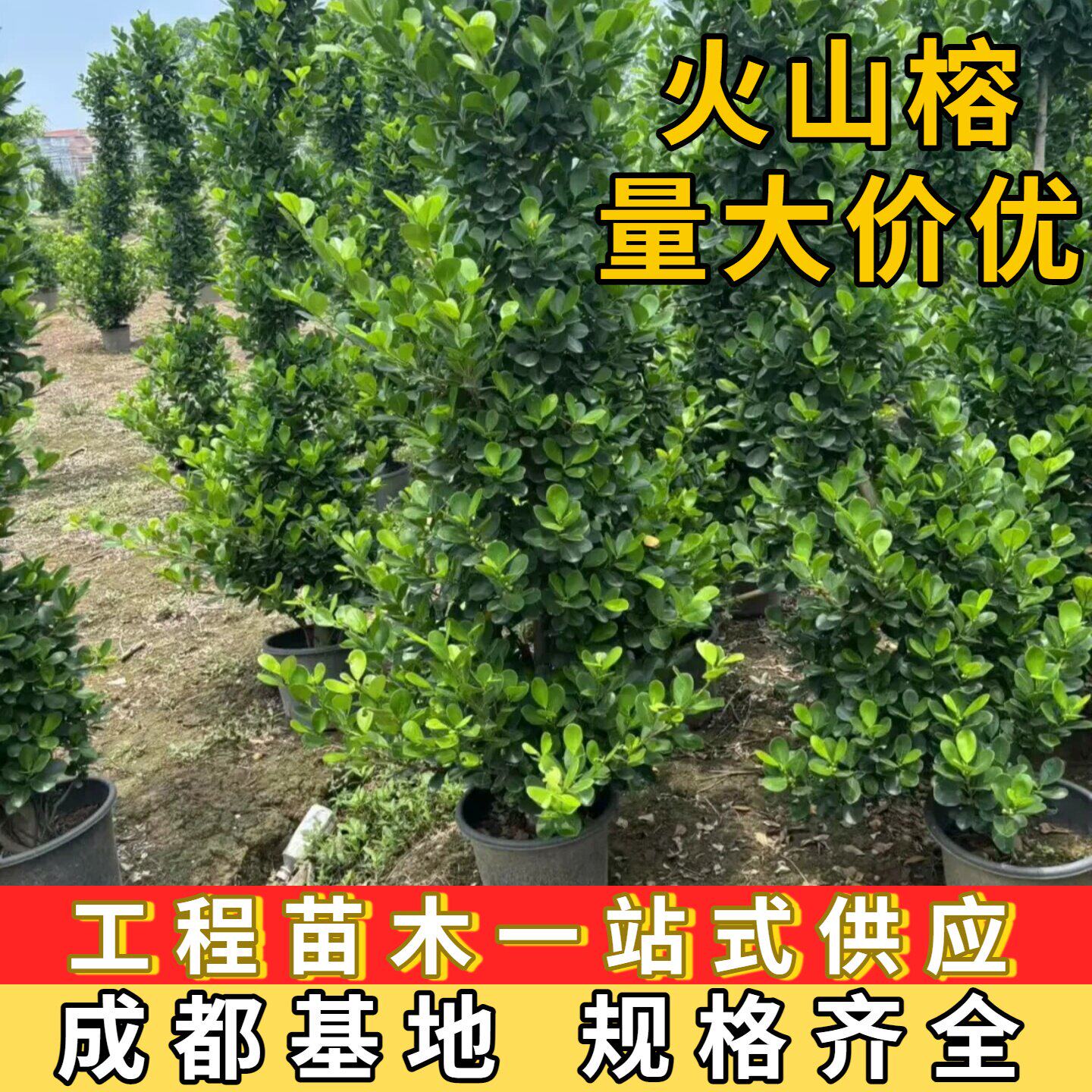 火山榕金钱榕绿篱庭院绿化篱笆道路绿化植物小区别墅庭院绿化树苗
