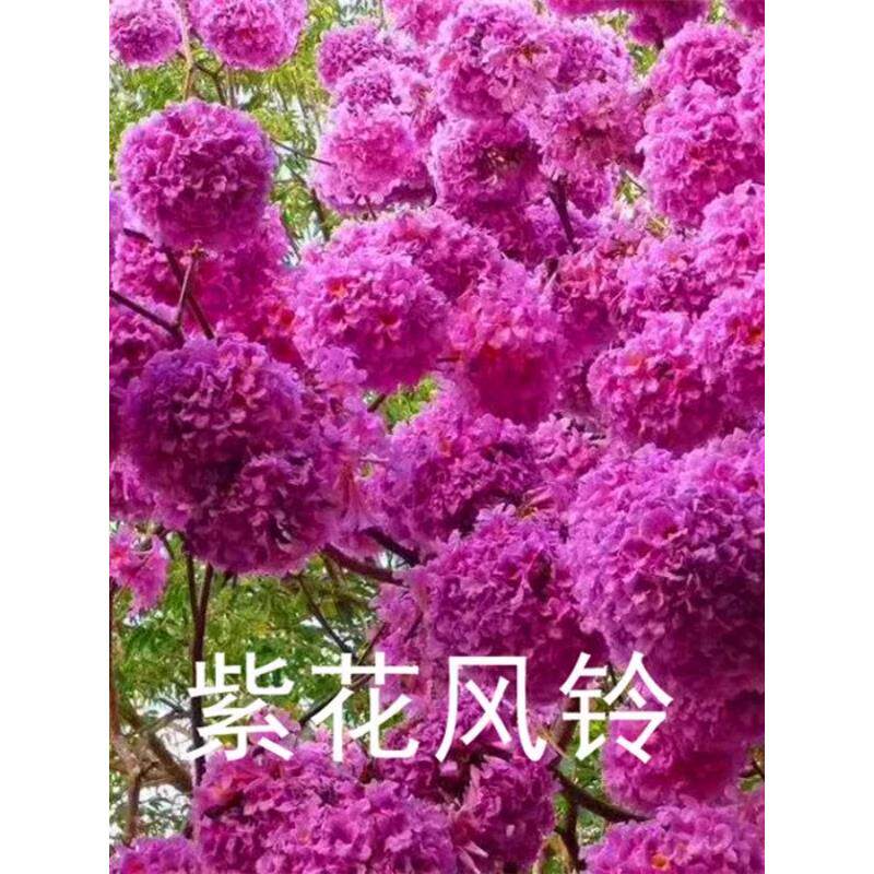 紫花风铃木多花品种绿化庭院风景