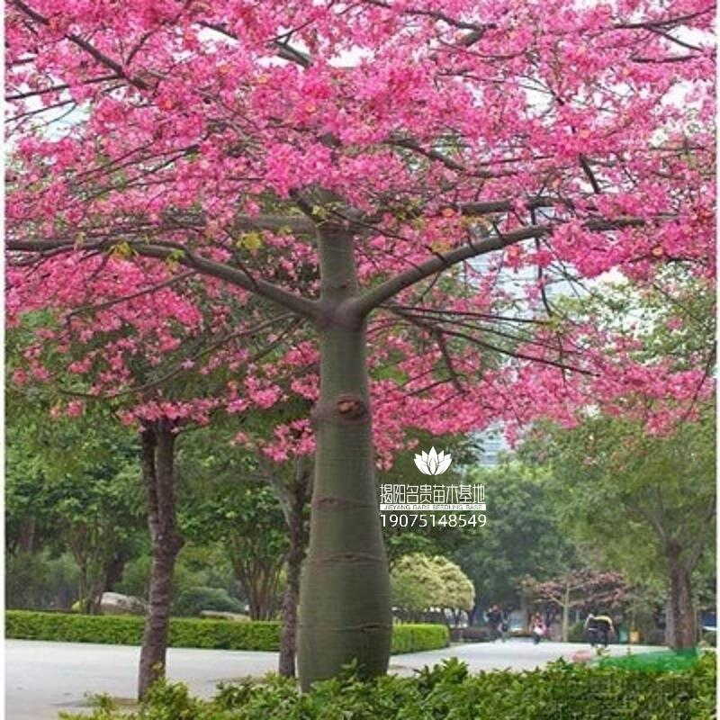 彩色树苗 绿化树苗 大腹木棉苗 大腹木棉树苗 广东发货