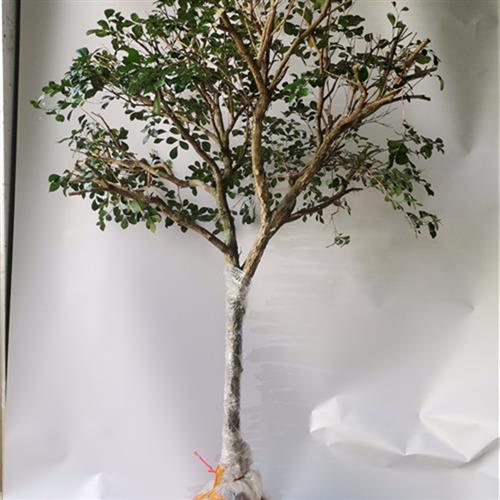 九里香盆景提根就里香老桩风景树室内绿植多花植物花浓香型植物