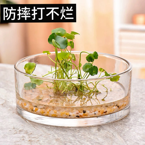 透明圆缸水培碗莲小鱼花器
