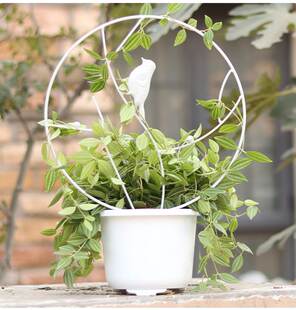 生长魔励盆栽藤蔓植物造型花架铁艺铁制花支架爬藤架雪莹绿萝花架
