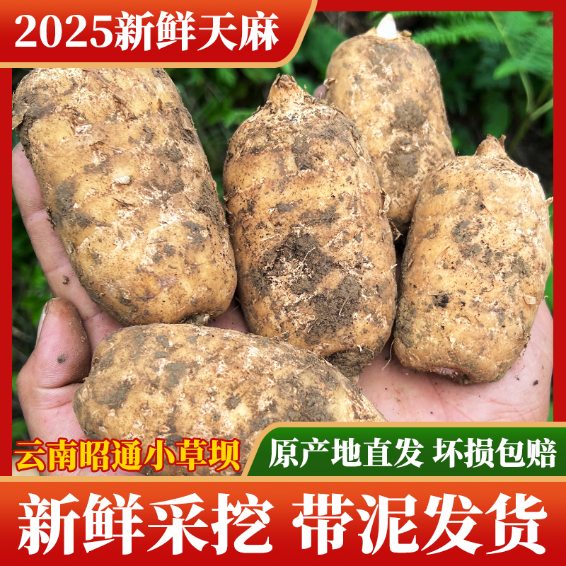 【昭通天麻】新鲜天麻野生云南昭通特级正品小草坝正宗天麻现挖